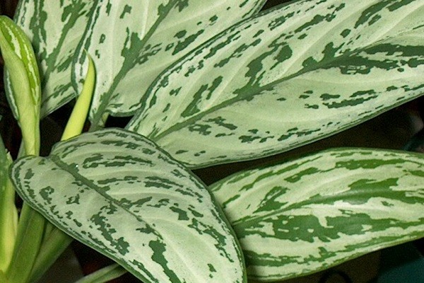 aglaonema-silver-queen-mashrita-com Aglaonema Silver Queen -Mashrita.com