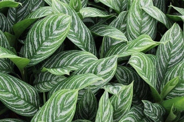 Aglaonema Stripes -Mashrita.com Aglaonema Stripes -Mashrita.com