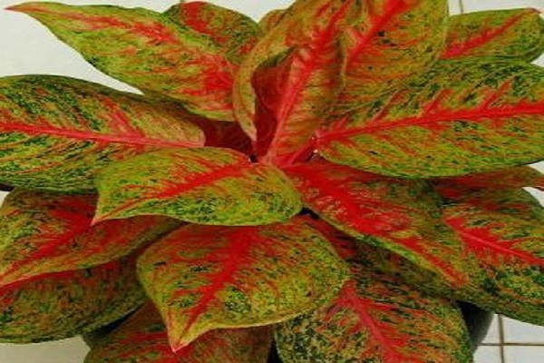 Aglaonema Tiara -Mashrita.com Aglaonema Tiara -Mashrita.com