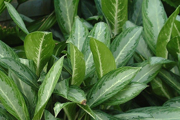 Aglaonema White Rain -Mashrita.com Aglaonema White Rain -Mashrita.com