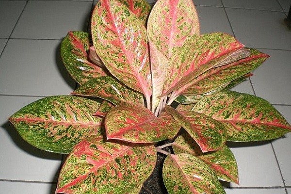 Aglaonema Widuri -Mashrita.com Aglaonema Widuri -Mashrita.com