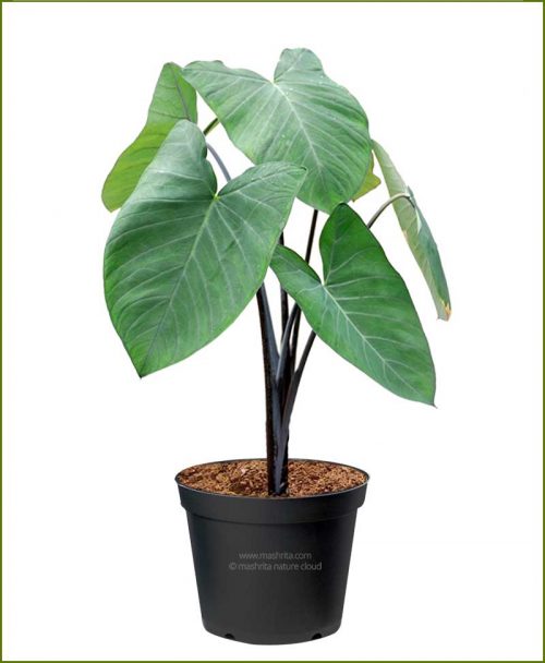 Alocasia-Black_Mashrita_Nature_Cloud