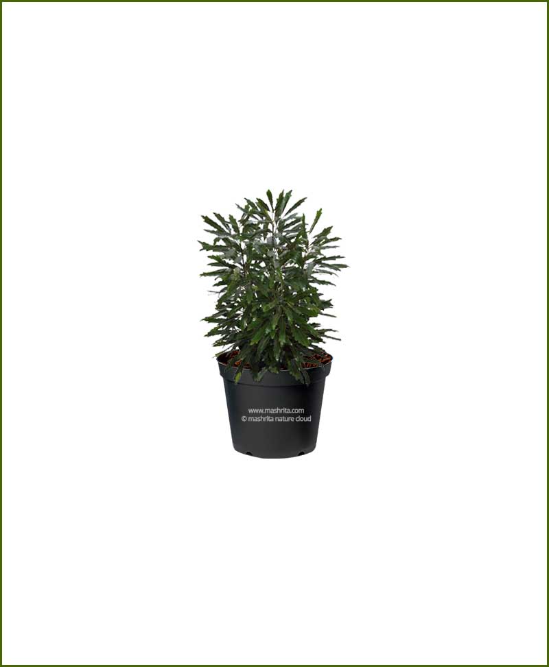 Aralia Black