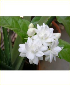 Arabian Jasmine Mogra Double_Mashrita_Online-Nursery