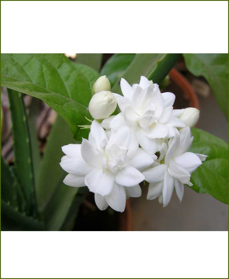 Arabian Jasmine Mogra Double