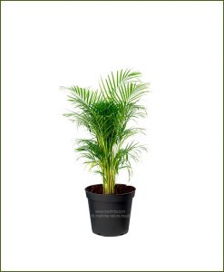 Areca Palm Dypsis lutescens 24 Inch