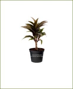 Cordyline-Compacta-Purple©MNC