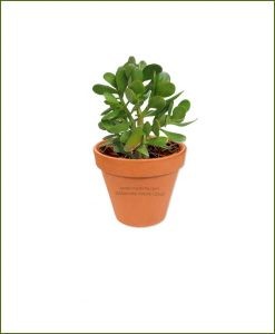 Crassula-Ovata-(Jade-Plant-Fatty-Leaves)-Online-Plant-Nursery