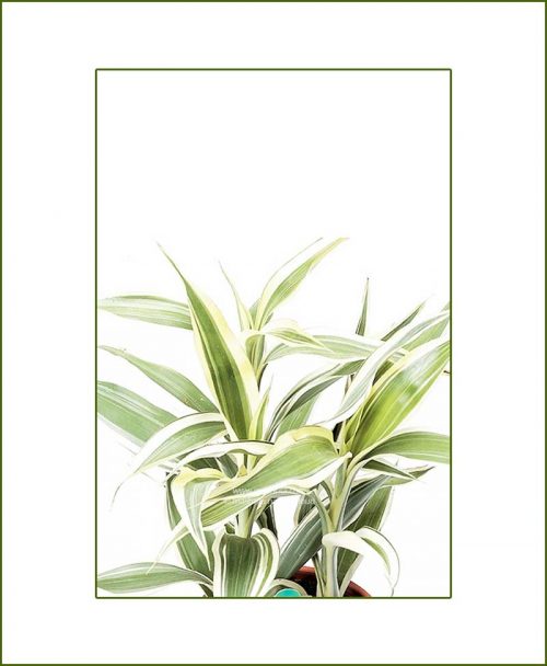 Dracaena Silver©MNC