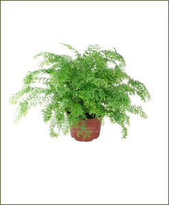 FishTail Fern (Nephrolepis Falcata Furcans)_Mashrita Nature Cloud