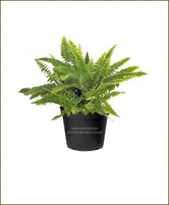 Golden Boston Fern (Nephrolepis Exaltata Aurea)