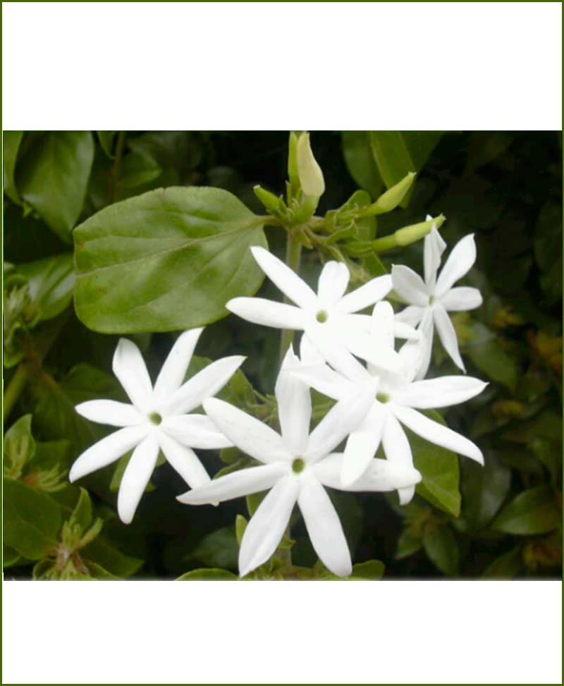 Jasminum Auriculatum (Juhi)