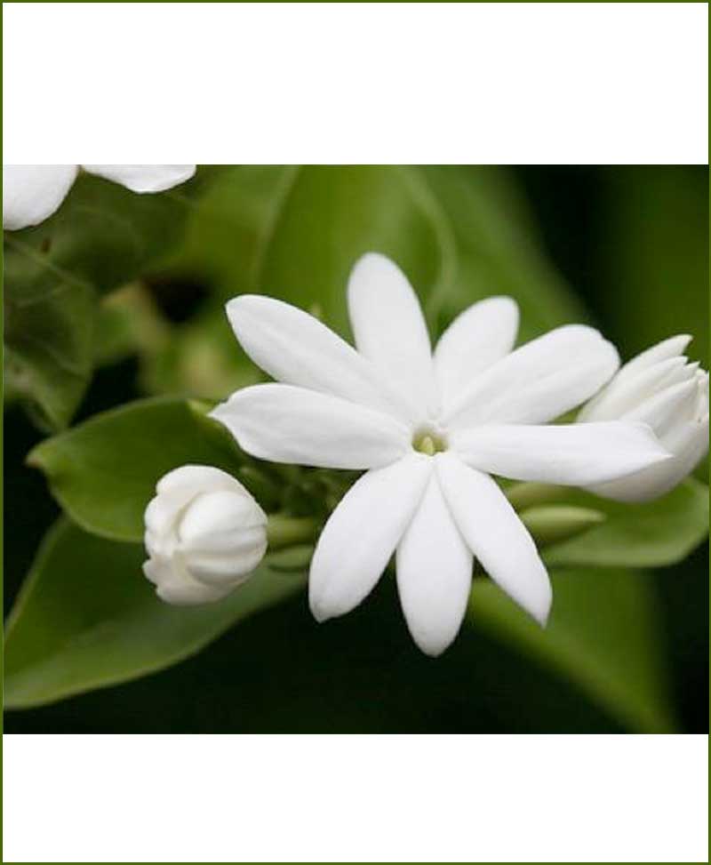 Jasminum Sambac Mogra