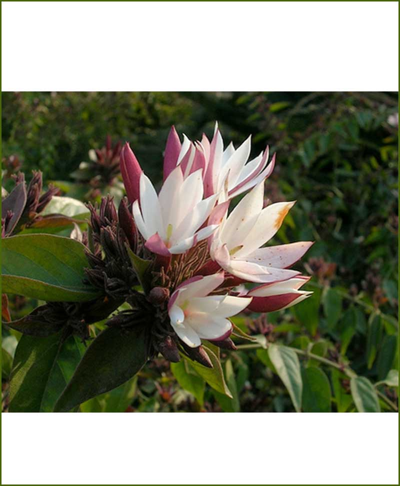 Kunda Jasminum Multiflorum
