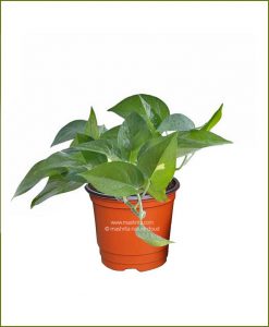 Money Plant Green