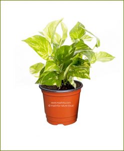 Money Plant Variegated