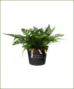 Small-Rabbit-Foot-Fern-(Davallia-Trichomanoides)_Mashrita_Nature_Cloud