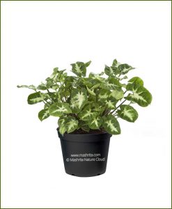 Syngonium-Pixie_Mashrita_Nature_Cloud
