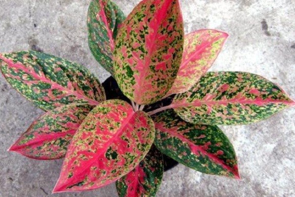 Chinese evergreen aglaonema varieties part 2