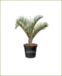 Triangle Palm Triangular Palm Neodypsis Decaryi 36 Inch