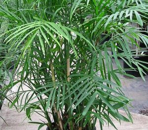 Bamboo Palm - Mashrita Nature Cloud