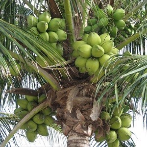 Nariyal - Coconut