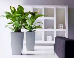 Plant-Rental-Services-Gurgaon-Delhi-Gurugram-Noida-India