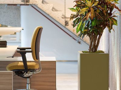 Plant Rentals Delhi NCR
