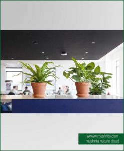 Table Top Plants Rentals
