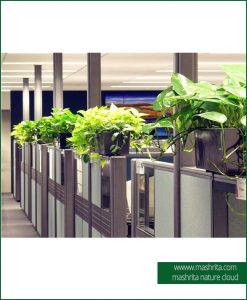Plant Rentals Faridabad