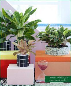 Aglaonema Plant Rentals
