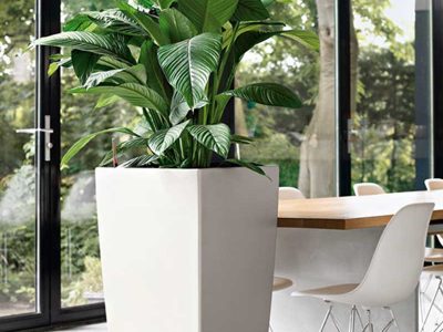 Plant Rentals Gurgaon