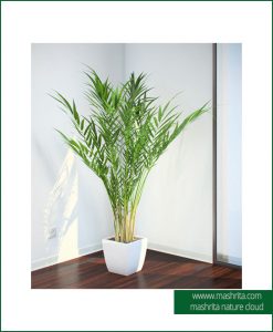 Plant Rentals Noida