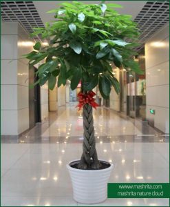 Shop Best Indoor Office Plants Online Gurgaon Delhi Noida