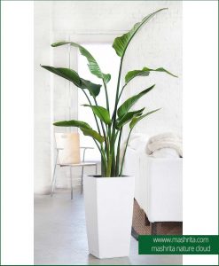 Plant Rentals Stand free Plants