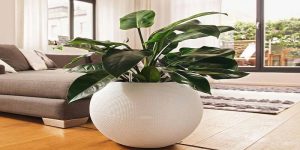 Plantscaping