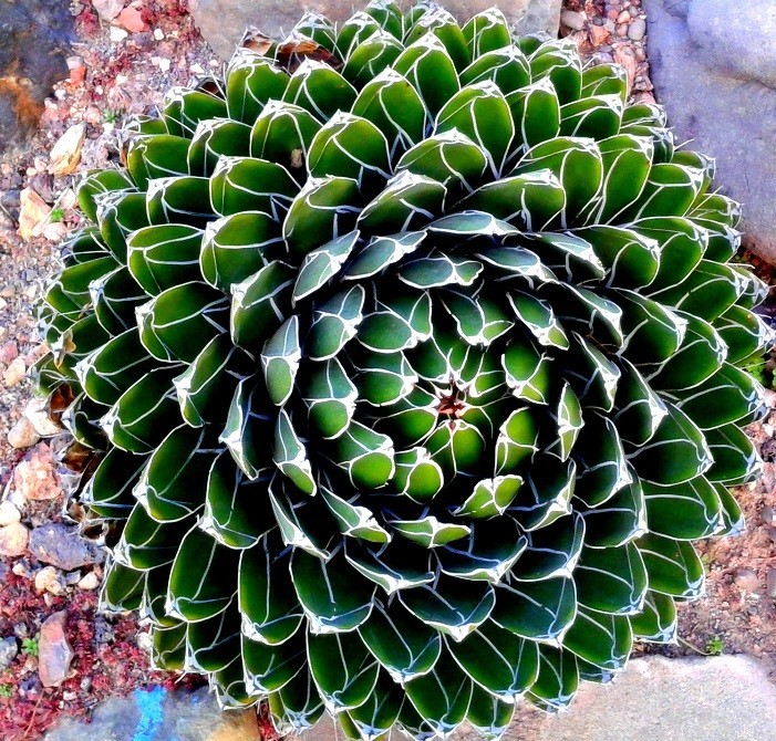 Sell Rare Plants India Sell Rare Plants India