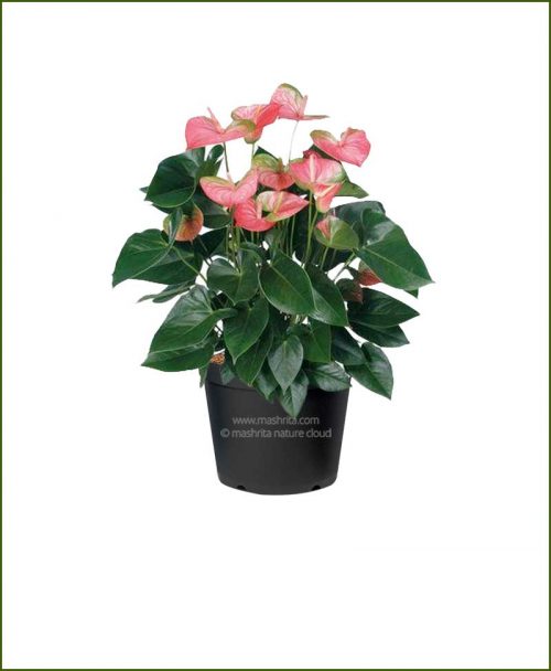 Anthurium Variegated Flower (Flamingo Lily Variegated)