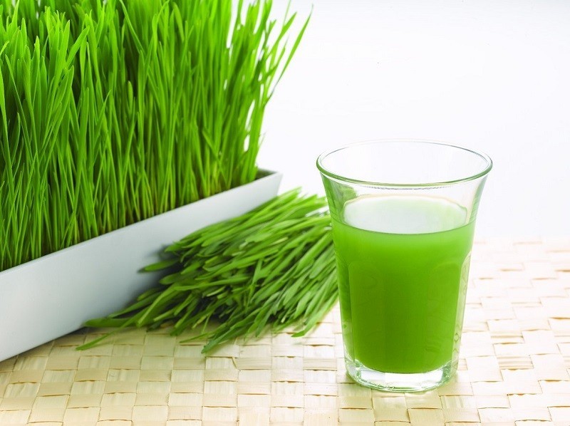 Organic Fresh Wheatgrass Gurgaon Organic Fresh Wheatgrass Gurgaon