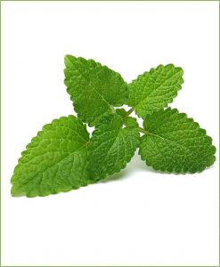 Lemon Balm_Mashrita_Nature_Cloud_0