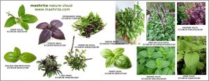 18 Types of Basil (Tulsi) - The herb is loved all over the World!