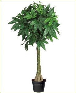 Braided Money Tree
