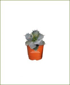 Agave-Verschaffeltii_Mashrita_Nature_Cloud