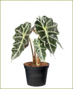 Alocasia-Amazonica_Mashrita_Nature_Cloud