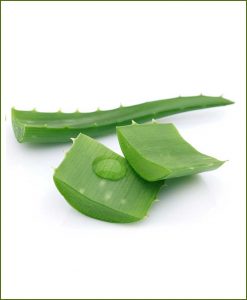 Aloe-Vera_Mashrita_Nature_Cloud