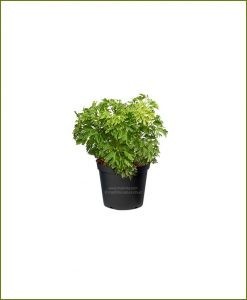 Aralia-Ming_Mashrita_Nature_Cloud