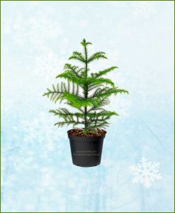 Araucaria-Christmas-Tree-2-3-Ft