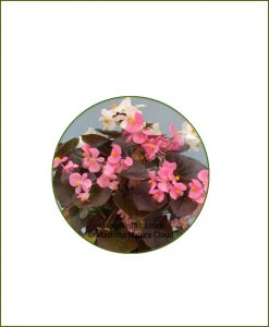 Begonia-Wax_Online-Plant-Nursery