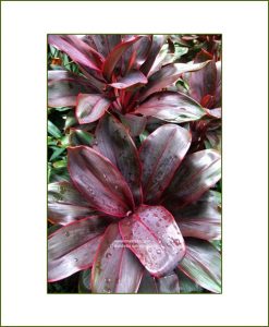 Draceana-Bruce-Purple-Variegated©MNC