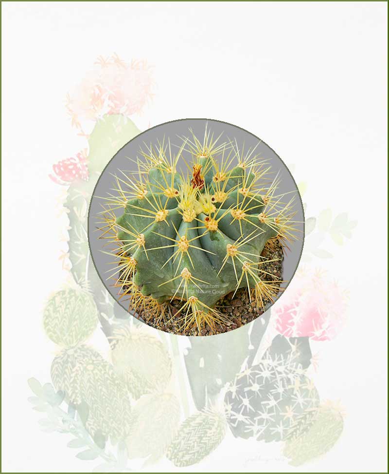 Ferocactus Glaucescens